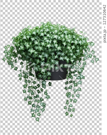 English Ivy (Hedera helix) Evergreen vine with small, lobed leaves, ivy is often used as a trailing or cascading plant. English Ivy (Hedera helix) Evergreen vine with small, lobed leaves, ivy is often used as a trailing or cascading plant. 127310642