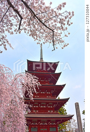 弘前のさくら 最勝院五重塔としだれ桜 弘前のさくら 最勝院五重塔としだれ桜 127310844