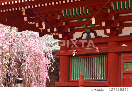 弘前のさくら 最勝院五重塔としだれ桜 弘前のさくら 最勝院五重塔としだれ桜 127310845