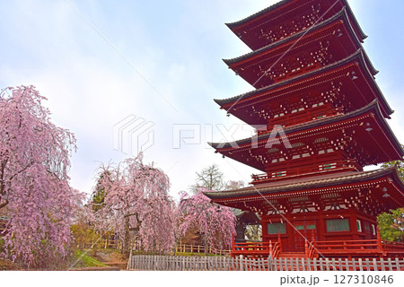 弘前のさくら 最勝院五重塔としだれ桜 弘前のさくら 最勝院五重塔としだれ桜 127310846