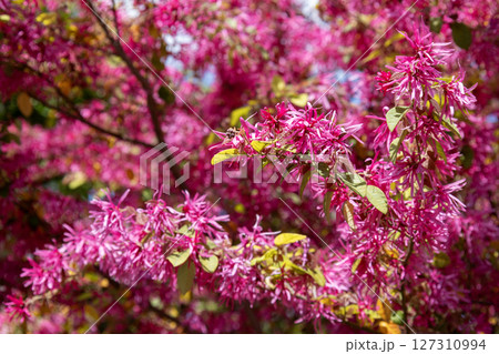 トキワマンサク(ベニバナトキワマンサク)のピンクの花 トキワマンサク(ベニバナトキワマンサク)のピンクの花 127310994