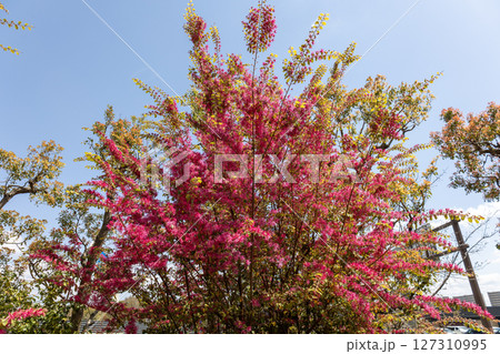 トキワマンサク（ベニバナトキワマンサク）のピンクの花 127310995