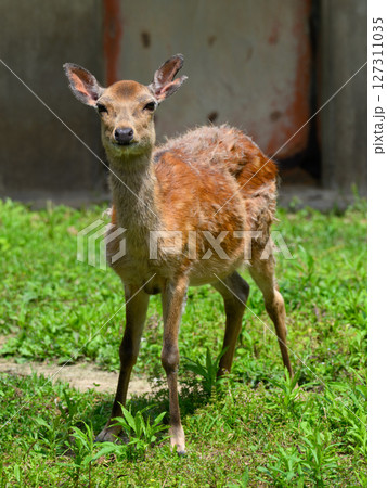 子ジカの視線 127311035