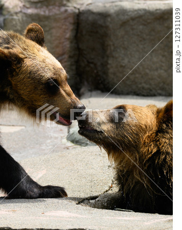 ヒグマの挨拶 ヒグマの挨拶 127311039