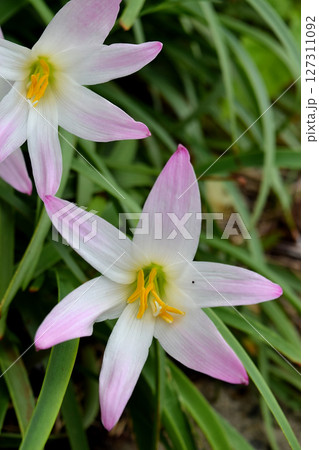 ハブランサス ハブランサス 127311092