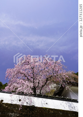 春の青空に映える満開の紅白桜　 127311285