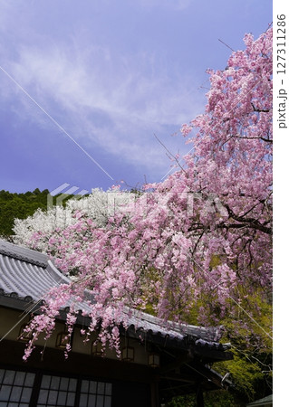 春の青空に映える満開の紅白桜 春の青空に映える満開の紅白桜 127311286