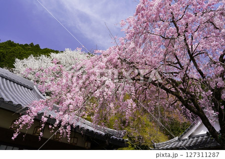 春の青空に映える満開の紅白桜 春の青空に映える満開の紅白桜 127311287