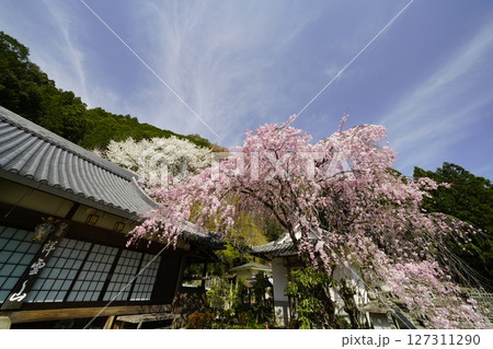 春の青空に映える満開の紅白桜　 127311290