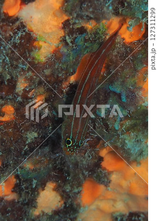 ソフトコーラルに擬態するヘビギンポ 水中写真 ソフトコーラルに擬態するヘビギンポ 水中写真 127311299