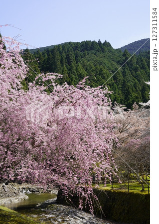 里山に咲くしだれ桜 里山に咲くしだれ桜 127311584