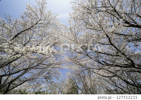 青空に映える満開の桜　 127312215