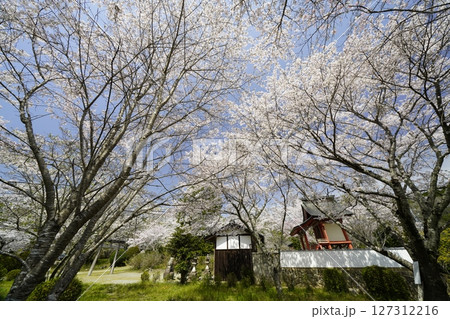 青空に映える満開の桜 青空に映える満開の桜 127312216