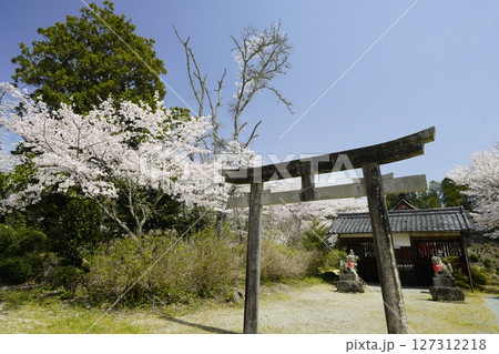 青空に映える満開の桜　 127312218