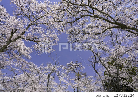 青空に映える満開の桜　 127312224