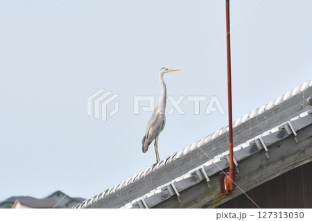 アオサギ アオサギ 127313030