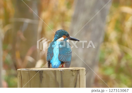 カワセミの美しい後ろ姿 127313067