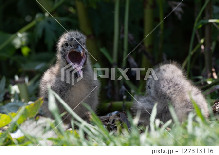 大口を開けたウミネコの雛 127313116