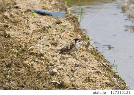 スズメ スズメ 127313121