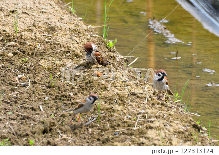 スズメ スズメ 127313124