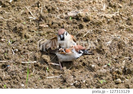 スズメ スズメ 127313129