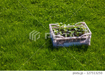 Plants seedlings growing in plastic crate on grassy lawn Plants seedlings growing in plastic crate on grassy lawn 127313250