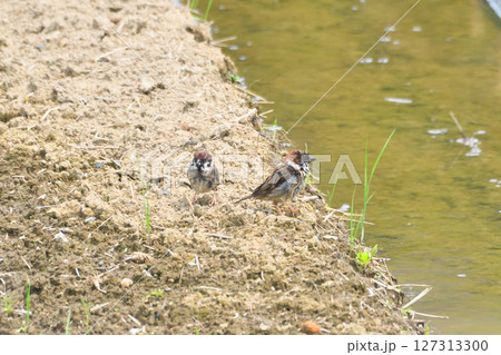 水浴びするスズメ、スズメの水浴び 127313300