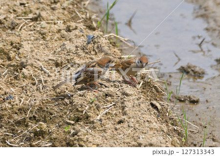 スズメの親子、幼鳥 127313343