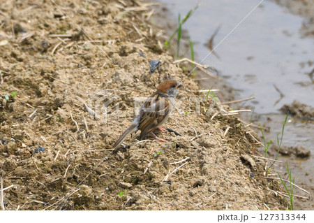 スズメの親子、幼鳥 127313344