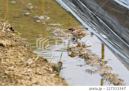 スズメの親子、幼鳥 127313347