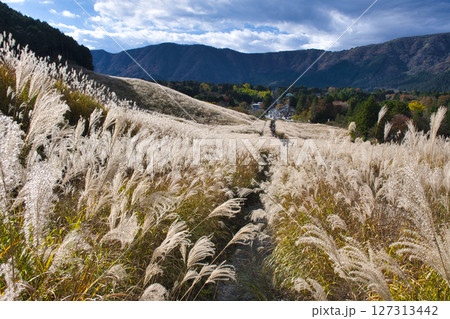 【神奈川県】箱根仙石原すすき草原 127313442