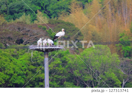 兵庫県 淡路市 人工巣塔で休むコウノトリ 兵庫県 淡路市 人工巣塔で休むコウノトリ 127313741