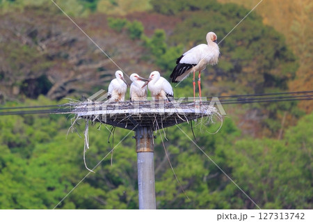 兵庫県 淡路市 人工巣塔で休むコウノトリ 127313742
