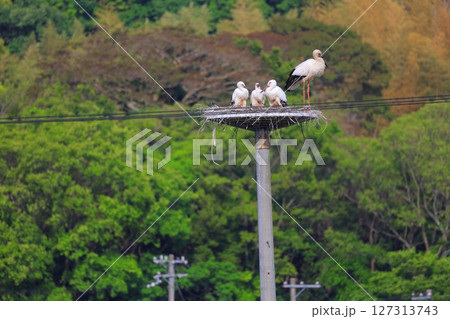 兵庫県 淡路市 人工巣塔で休むコウノトリ 兵庫県 淡路市 人工巣塔で休むコウノトリ 127313743