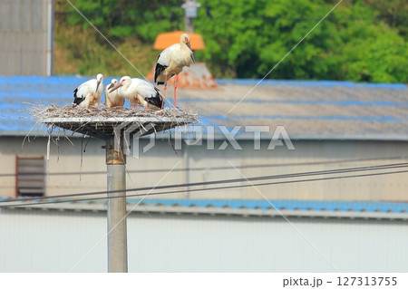 兵庫県 淡路市 人工巣塔で休むコウノトリ 127313755