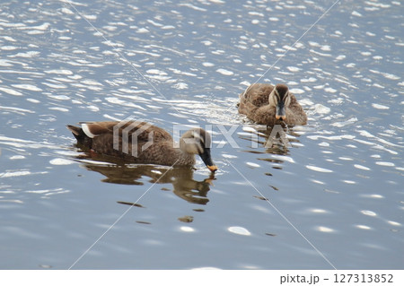 荒尾市 港 野鳥、 荒尾市 港 野鳥、 127313852