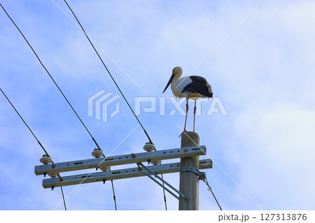 兵庫県 淡路市 電柱に止まっているコウノトリ 兵庫県 淡路市 電柱に止まっているコウノトリ 127313876