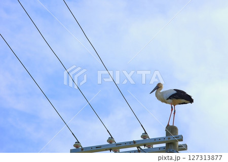 兵庫県 淡路市 電柱に止まっているコウノトリ 127313877