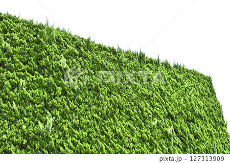 カイズカイブキ（貝塚伊吹） 127313909