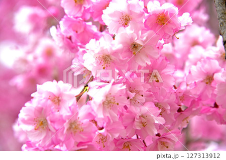 弘前公園　弘前城植物公園の枝垂れ桜 127313912