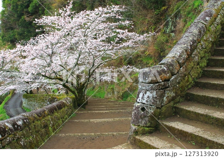 春の岡城跡(竹田市) 春の岡城跡(竹田市) 127313920