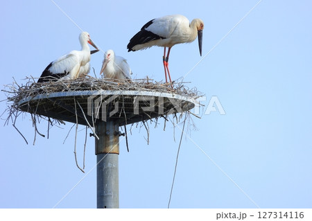 兵庫県 淡路市 人工巣塔で休むコウノトリ 127314116