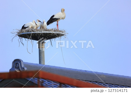兵庫県 淡路市 人工巣塔で休むコウノトリ 127314171