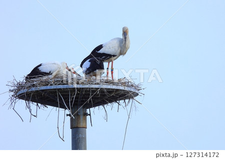 兵庫県 淡路市 人工巣塔で休むコウノトリ 127314172