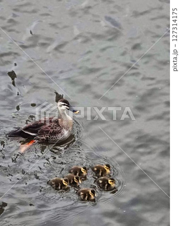 川で泳ぐカルガモ親子 127314175