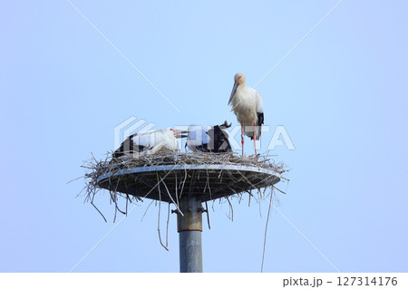 兵庫県 淡路市 人工巣塔で休むコウノトリ 兵庫県 淡路市 人工巣塔で休むコウノトリ 127314176