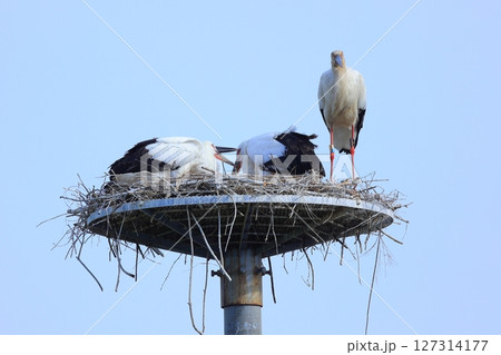 兵庫県 淡路市 人工巣塔で休むコウノトリ 127314177