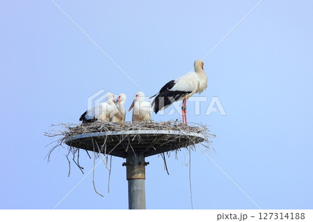 兵庫県 淡路市 人工巣塔で休むコウノトリ 127314188
