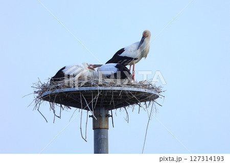 兵庫県 淡路市 人工巣塔で休むコウノトリ 兵庫県 淡路市 人工巣塔で休むコウノトリ 127314193