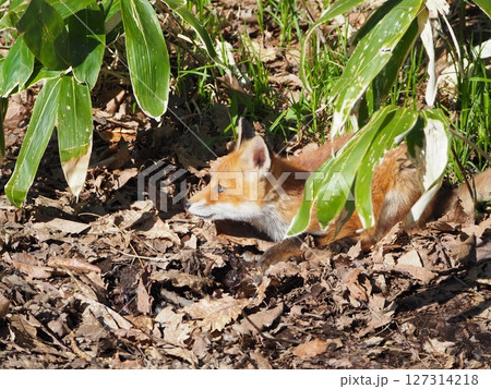 無邪気な子ぎつね 無邪気な子ぎつね 127314218